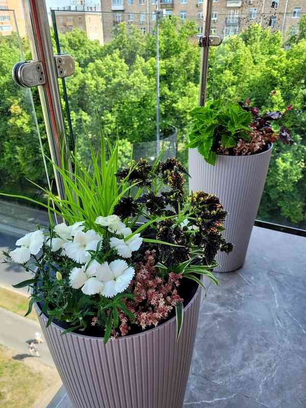 Balcon avec plantes vertes et ambiance lumineuse en milieu urbain